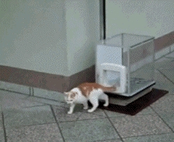 Cat Elevator