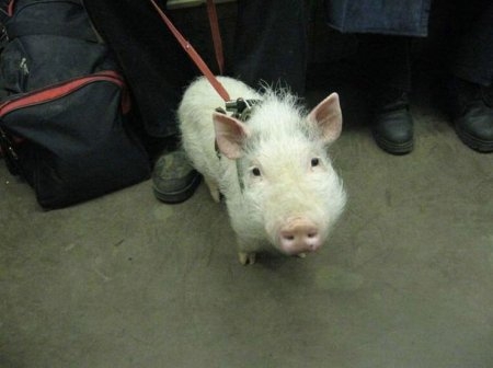 Cute/Funny Animals