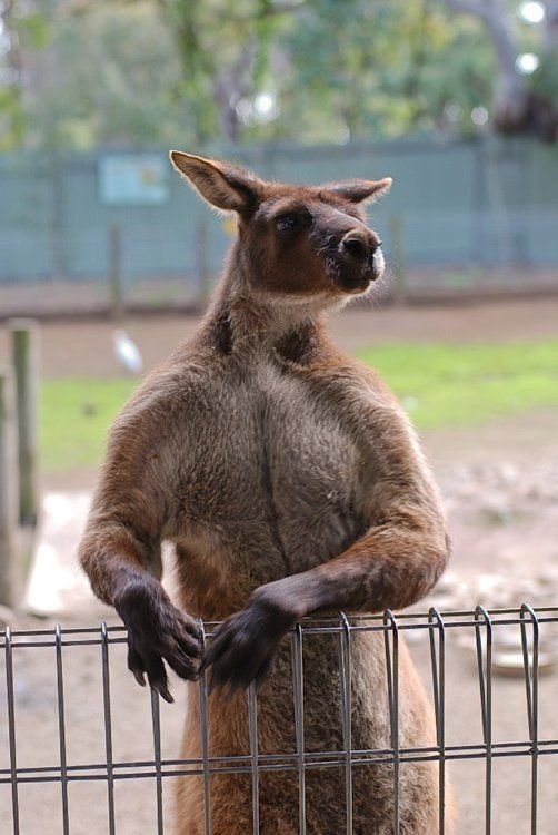 Cute/Funny Animals