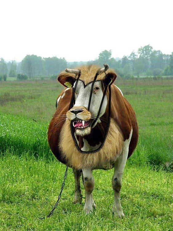Cow with teeth