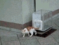Cat Elevator
