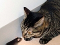 Cat vs Mouse