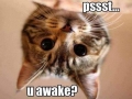 Cat waking you up?