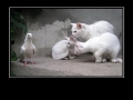 White Cats