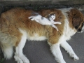 Dog and Cat