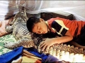 Crocodile 